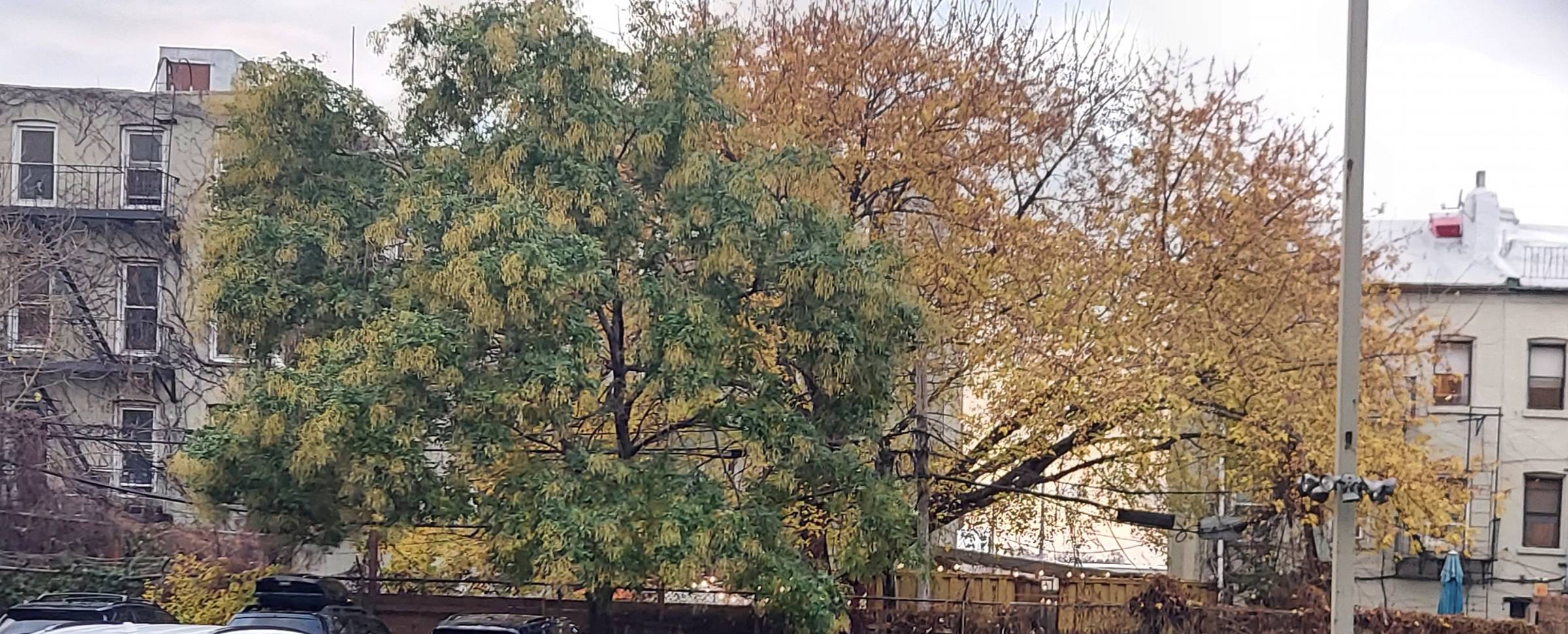 Fall trees behind Columbia Street