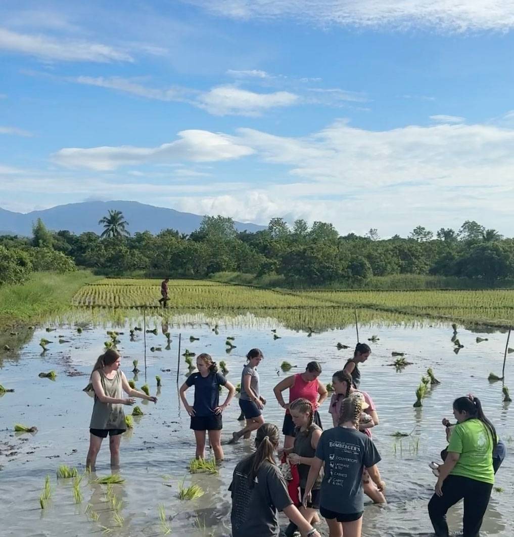 Rice planting in Thailand
