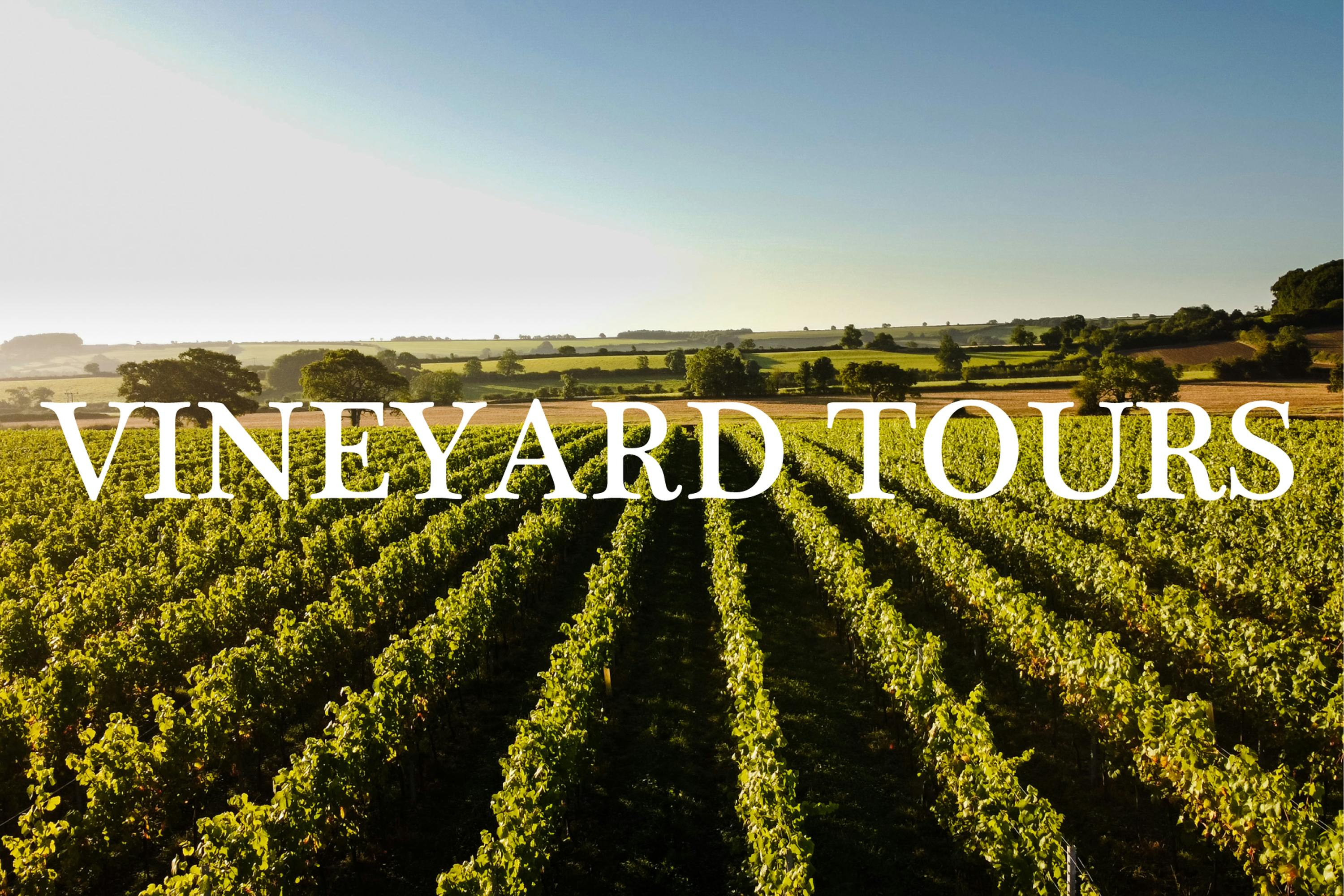 Vineyard Tours