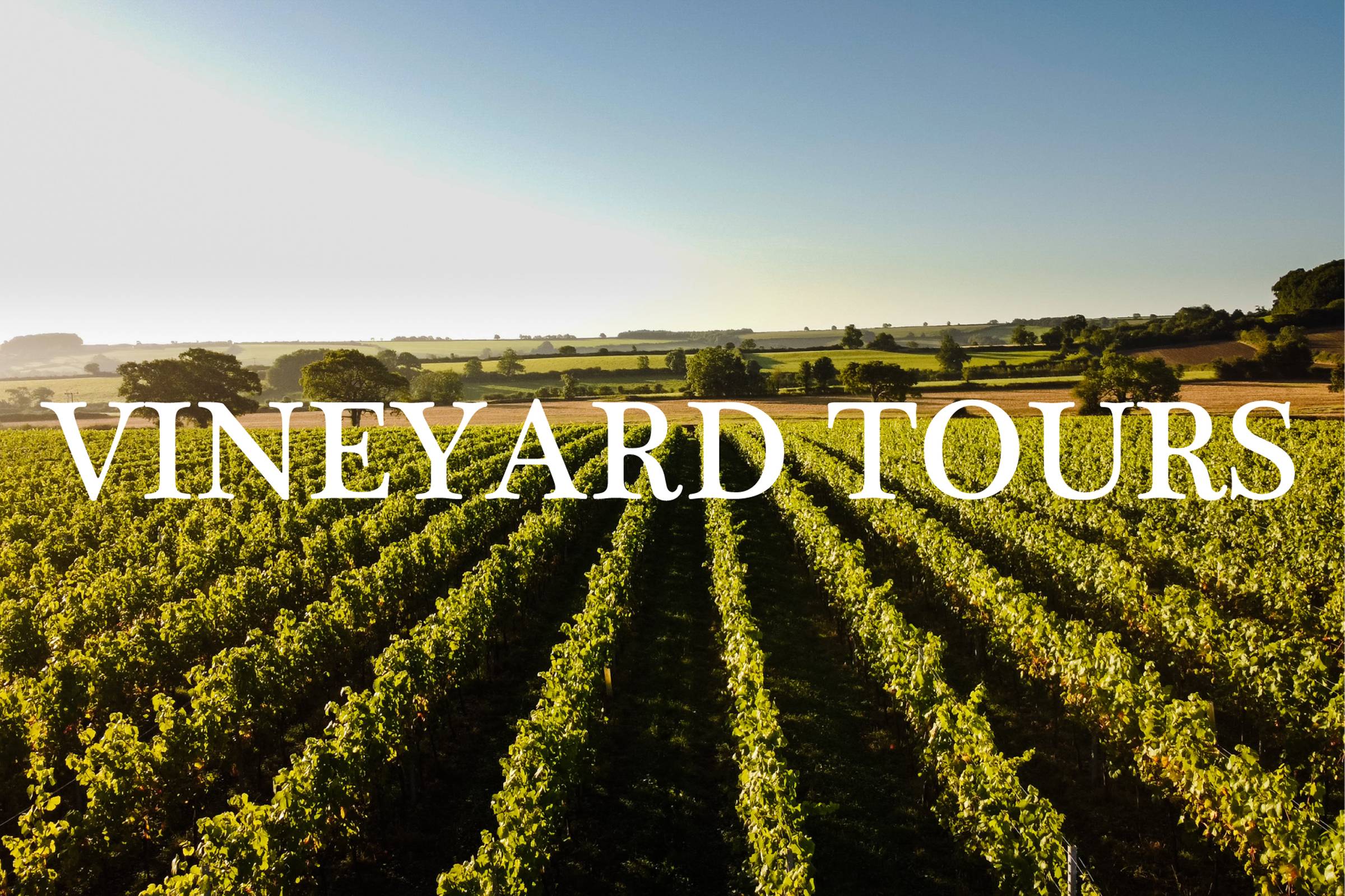 Vineyard Tours