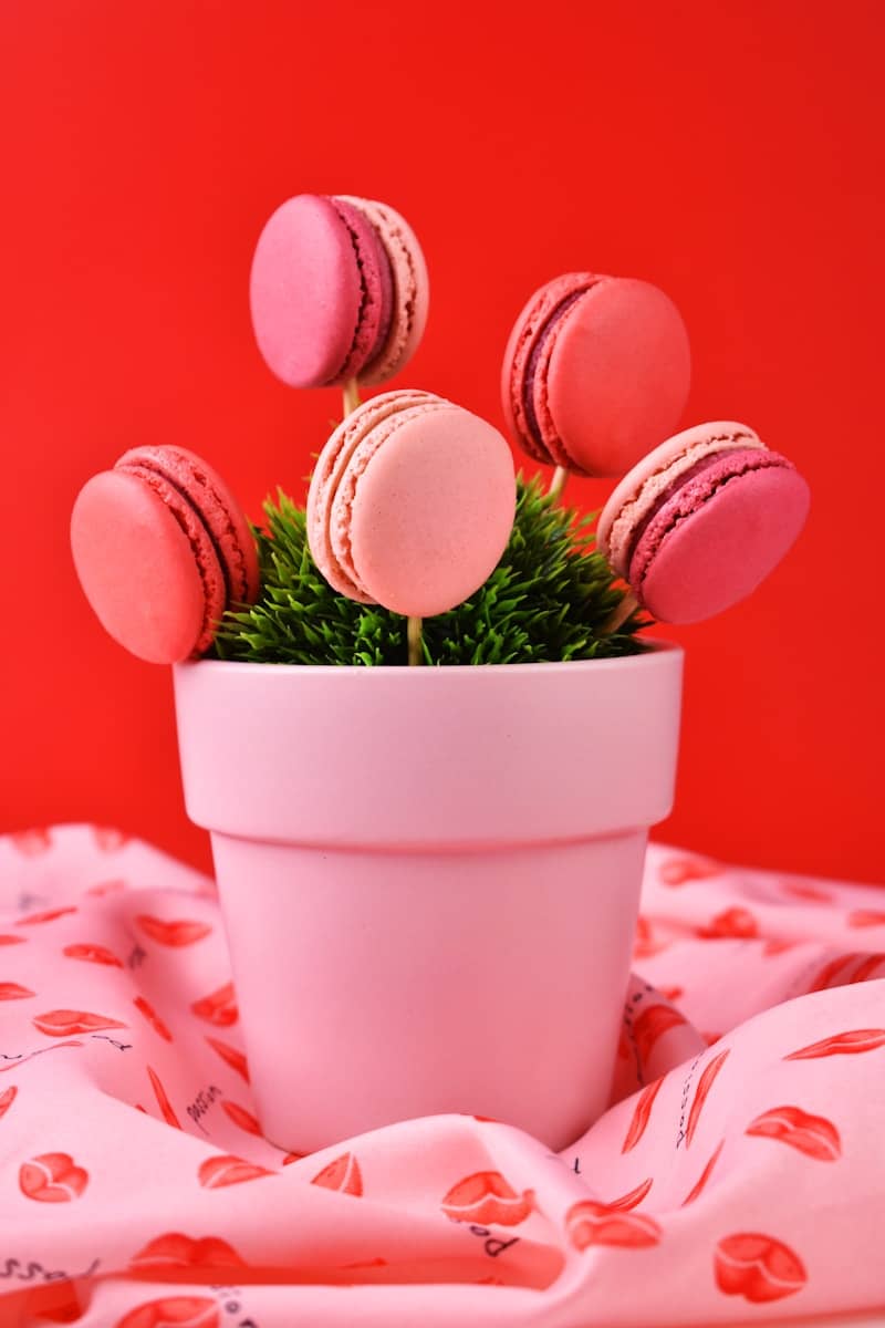 A potted plant with pink macaroons on a red background