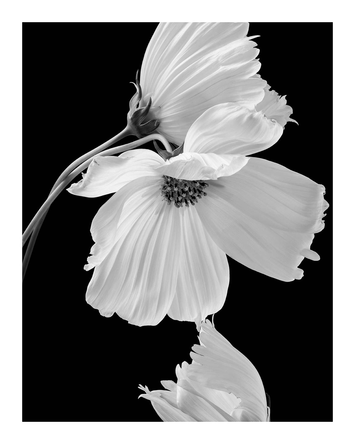 Black and White Flower Photography