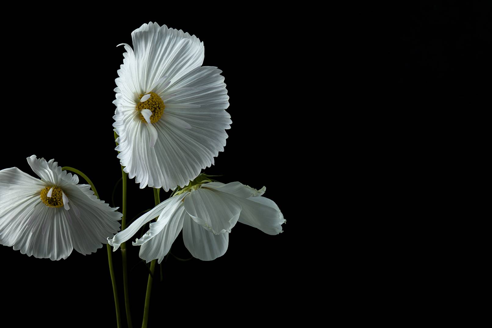 Flower Macro Photography