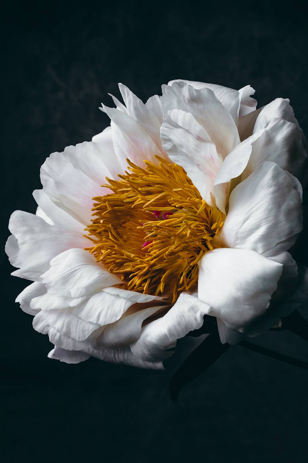 Flower Art Photography for Every Space