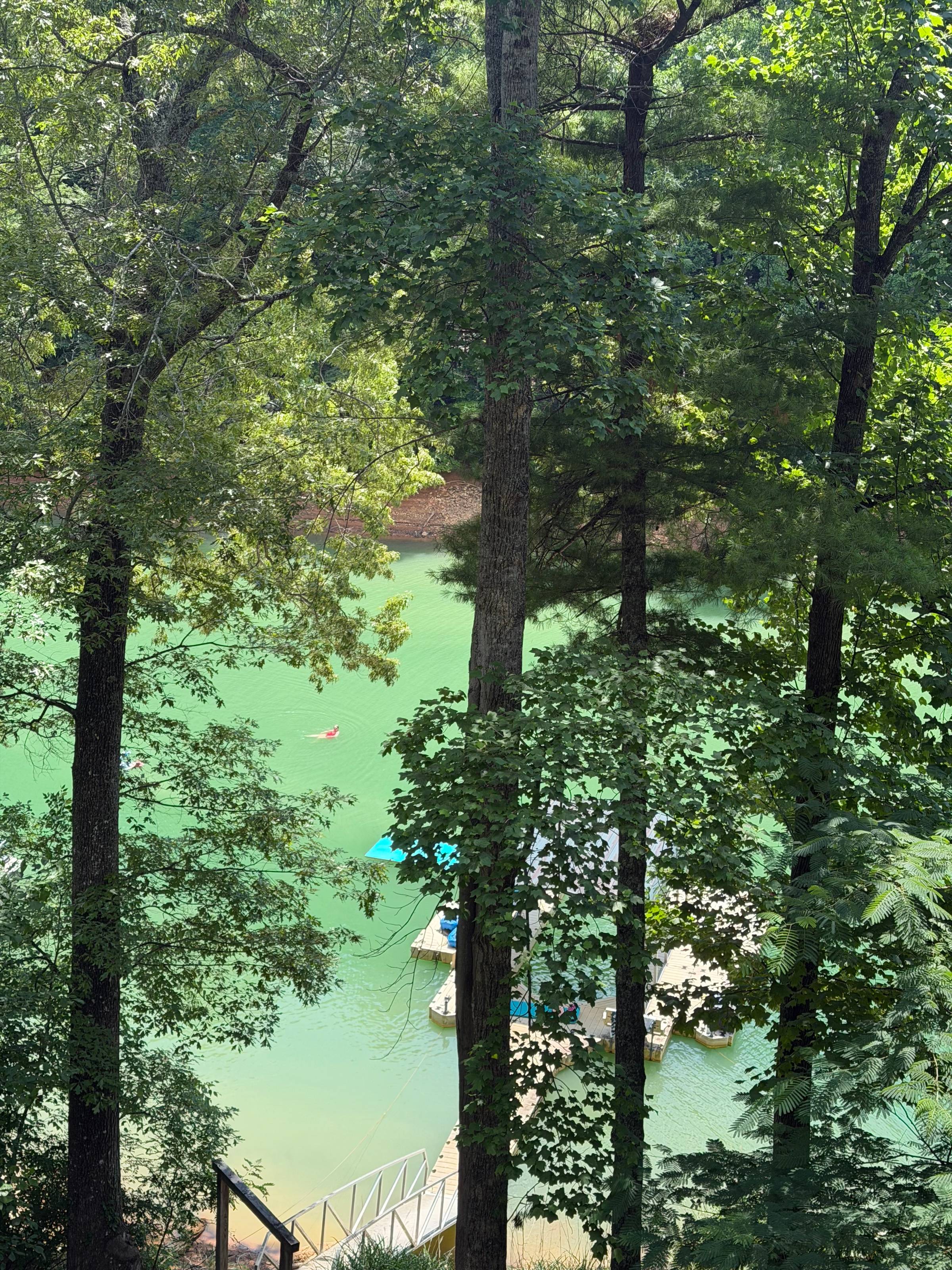 A green lake pictured through tall trees, with a boat dock. A woman is visible swimming in the water through the tree branches.