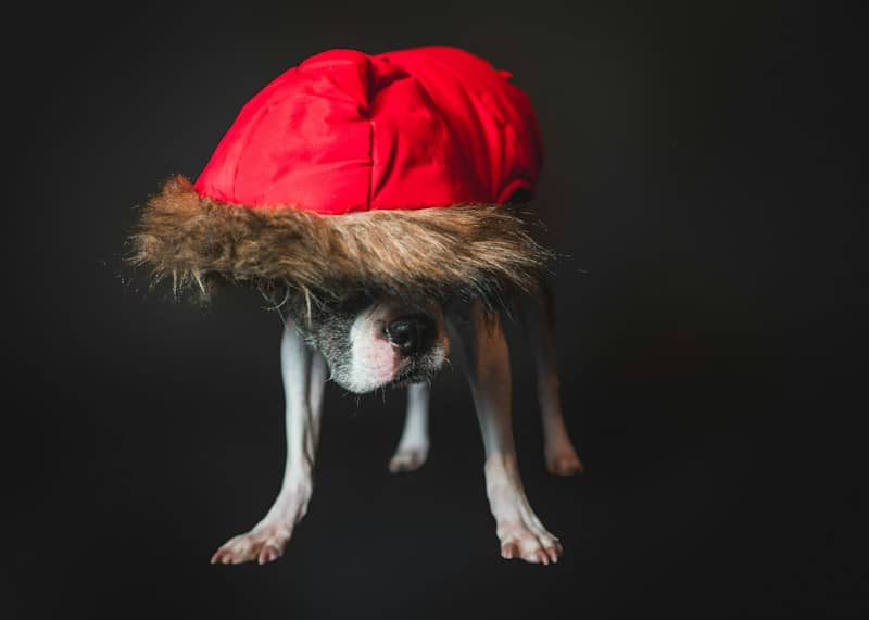 A dog wearing a red hat with fur on it's head