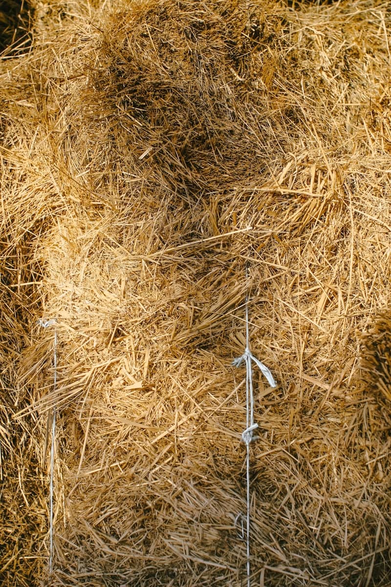A sheep standing in a pile of hay
