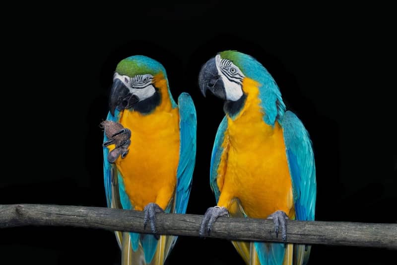 Two vibrant macaws are perched on a branch.