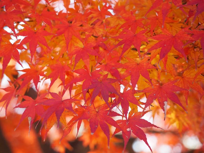Vibrant red and orange maple leaves in autumn.