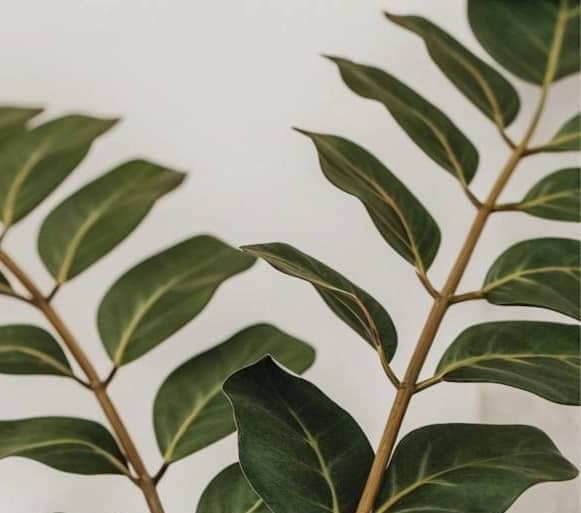 A white vase with a plant inside of it