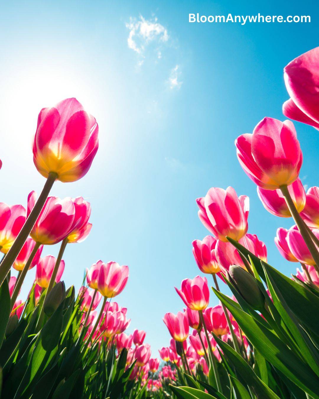 Pink and yellow tulips against a sunny blue sky. 