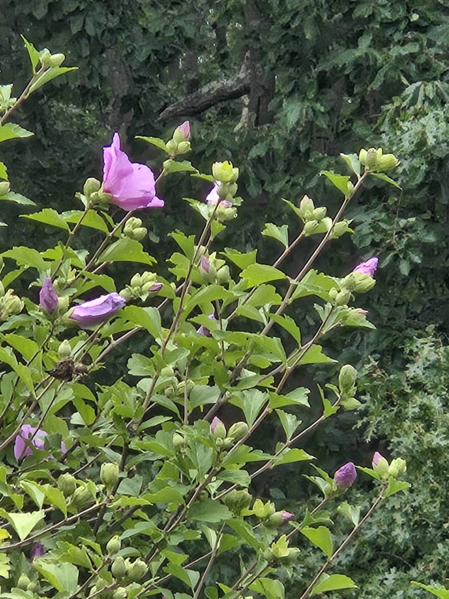 A bush filled with purple flowers and buds against the backdrop of a wooded area