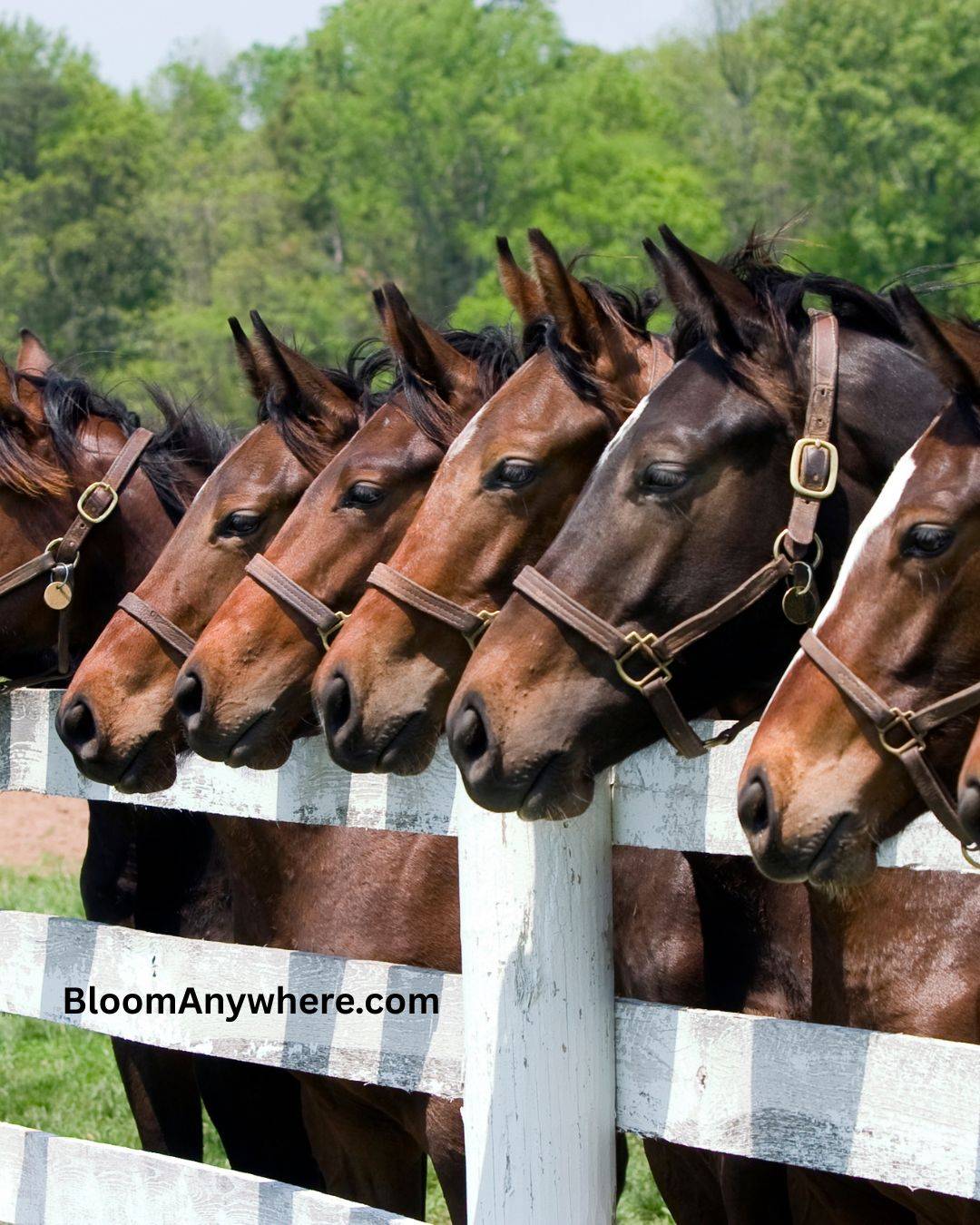 A line of brown horses looking over a white fence. 
