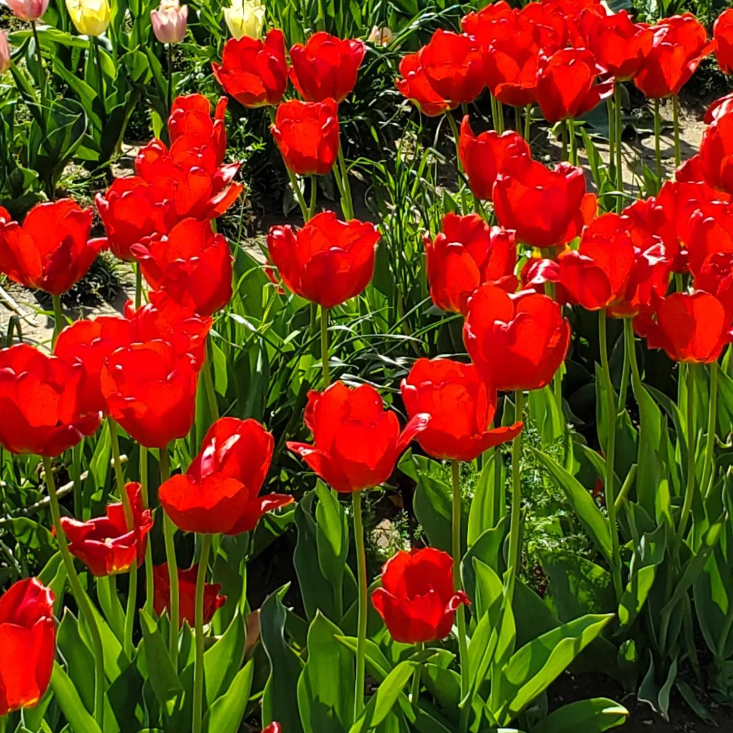 A photo of red tulips growing in a field. 