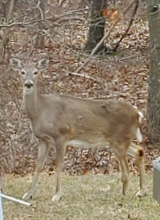 A grainy photo of a white-tailed deer with three legs
