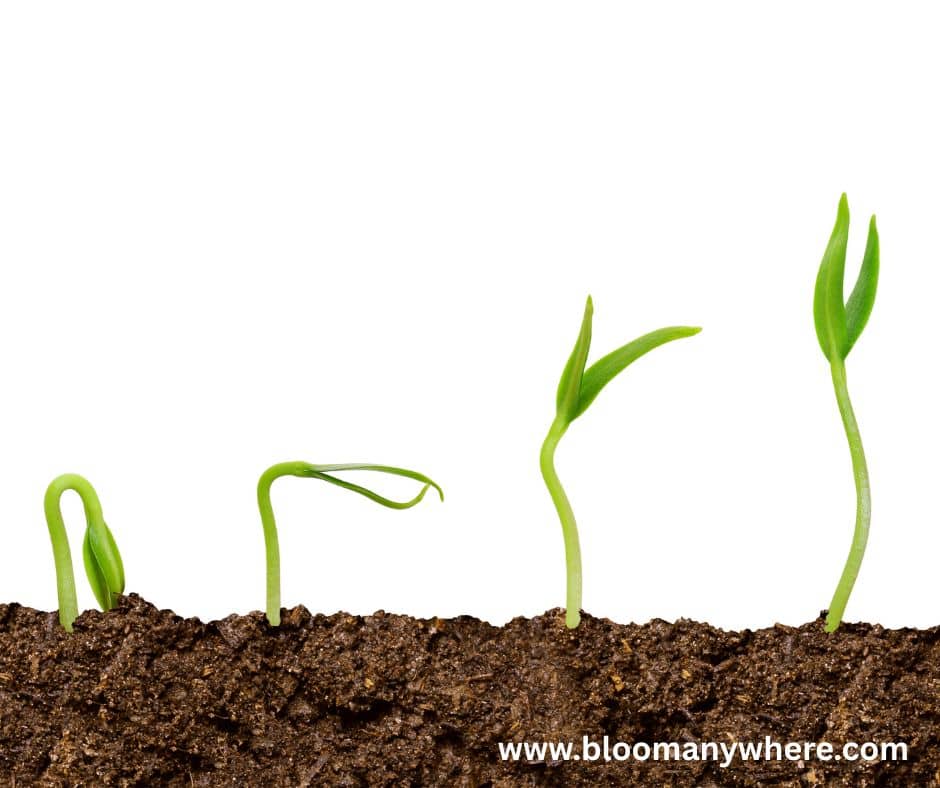 Plants in various very early stages of growth
