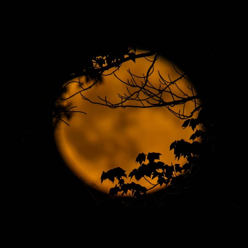 Orange moon seen through silhouetted tree branches