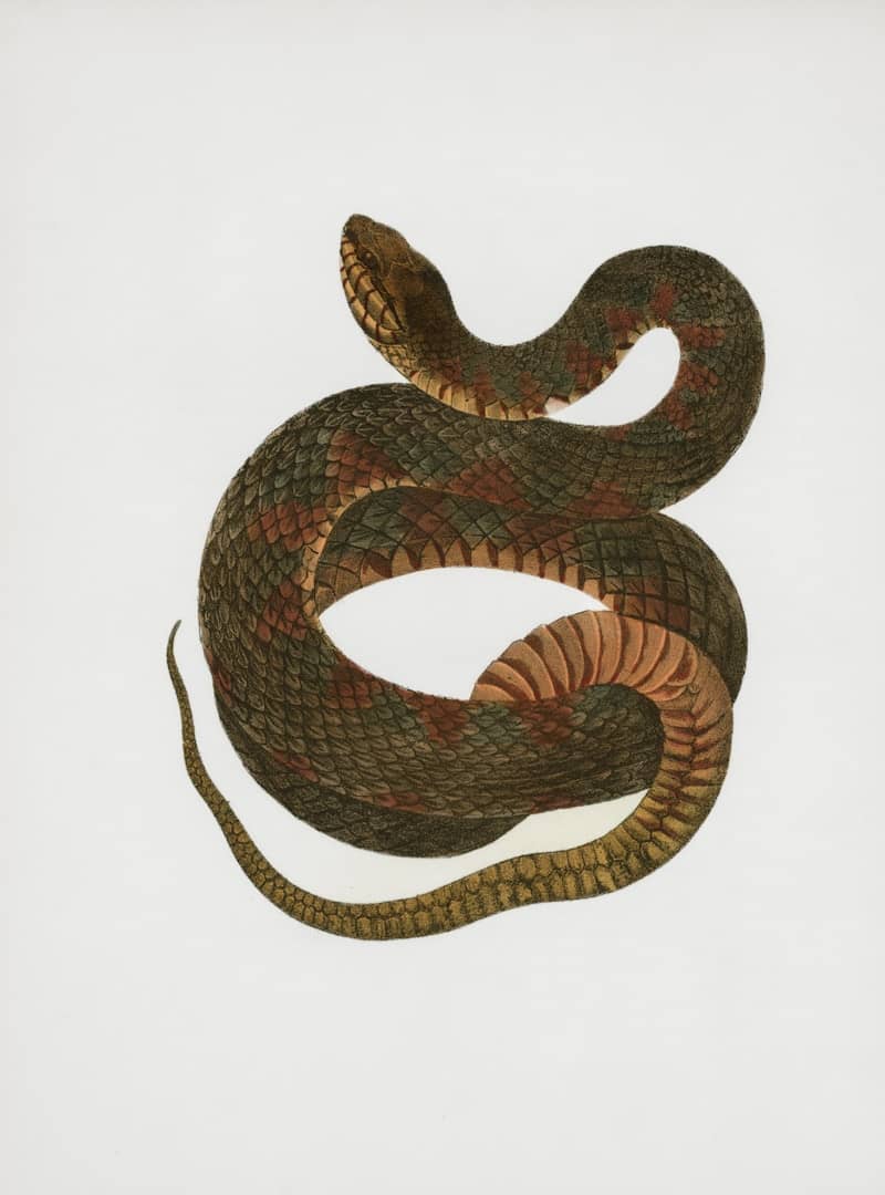 A coiled snake with brown and green scales