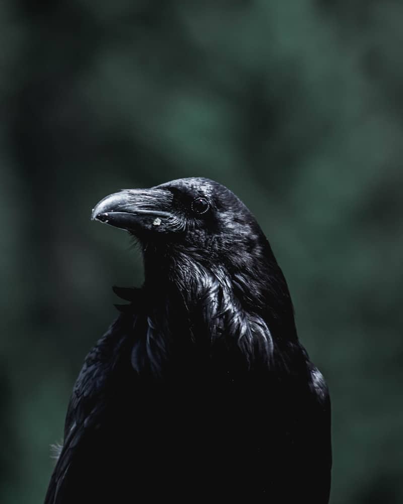 profile