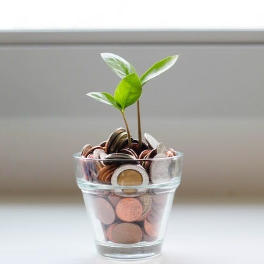 green plant in clear glass cup