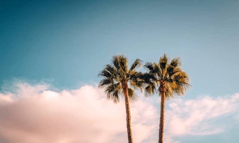 Two palm trees against a cloudy blue sky
