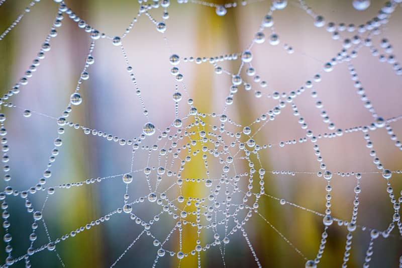 A spider web covered in water droplets