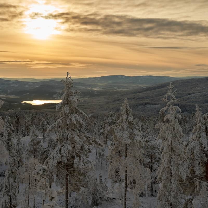 The sun is setting over a snowy forest