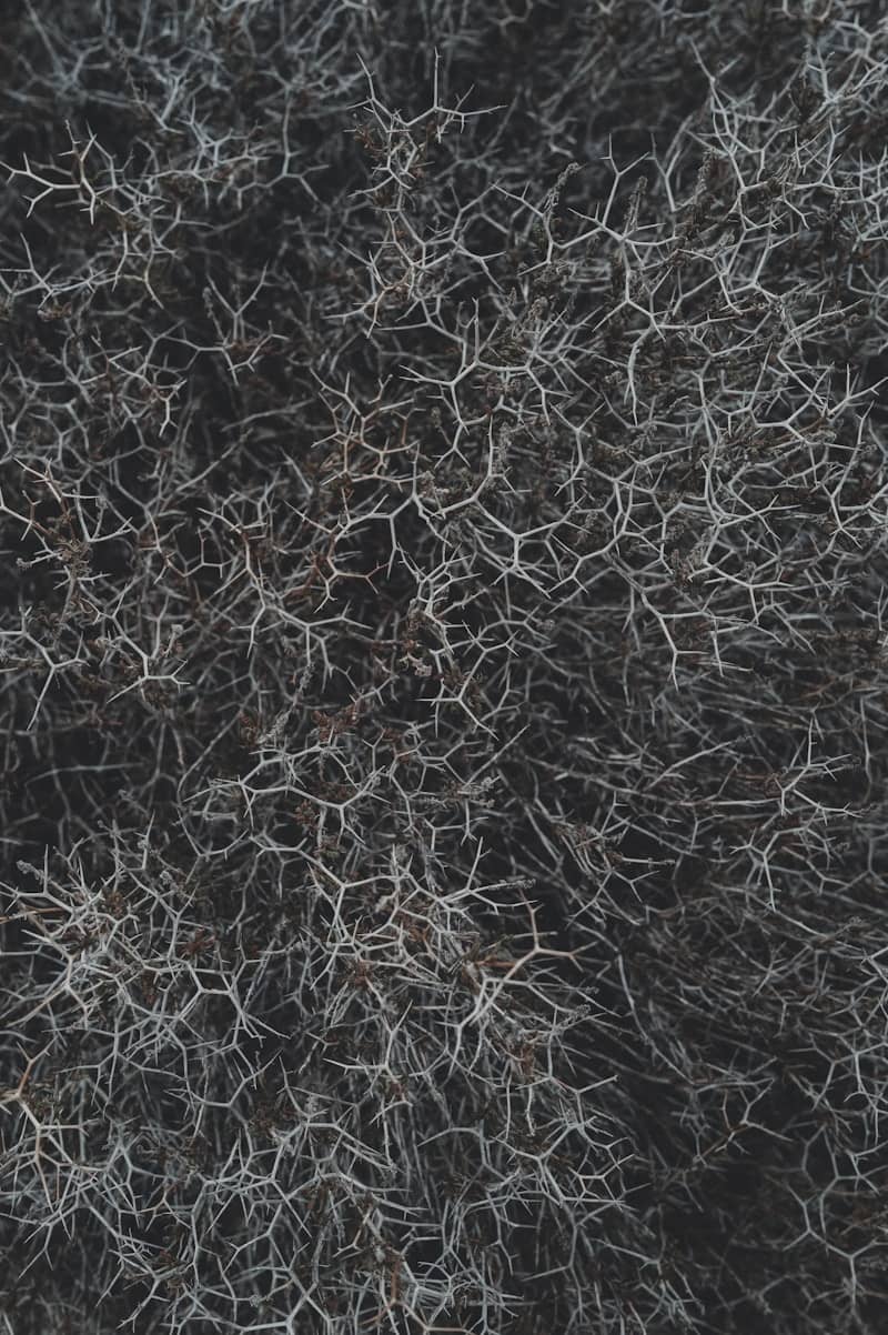 Close-up abstract texture of dry spiky plant matter