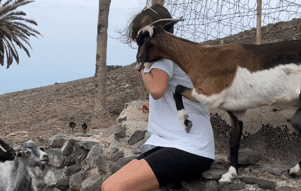 Attaque de chèvre sauvage