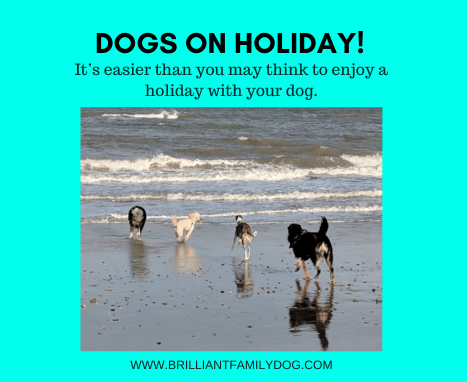 Holidays with dogs!