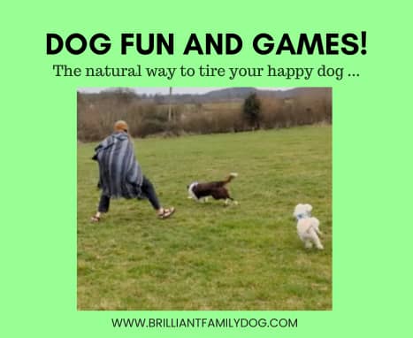  Dog fun and games!