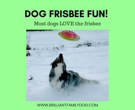 Does your dog prefer Tug or Chase?
