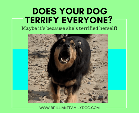 Have you got a reactive, anxious, Growly, Dog?