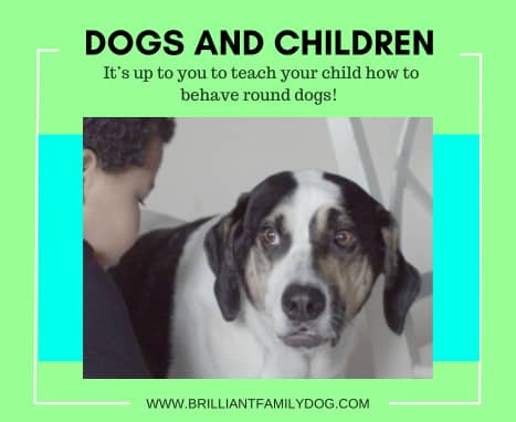 Dogs and babies - and a special New Year offer for you! 