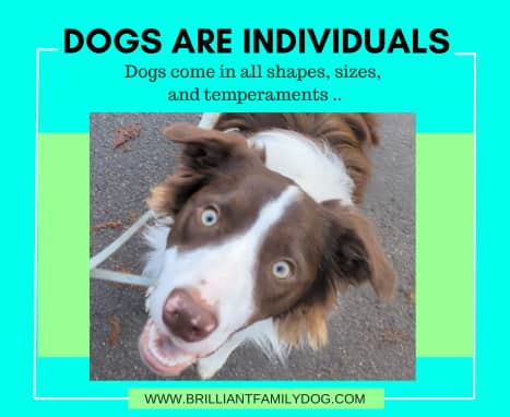 Dogs are Individuals