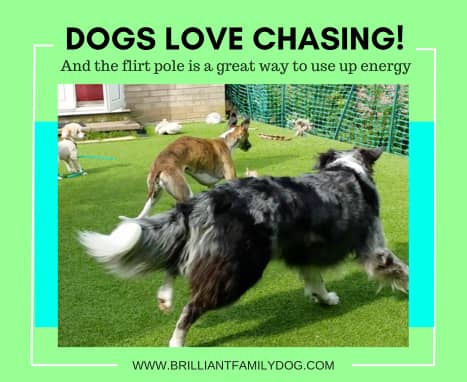 How much should I walk my dog?