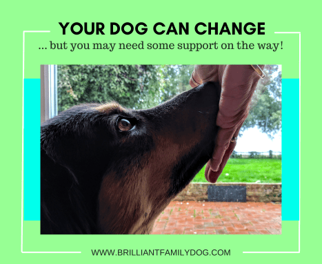 You and your dog are not alone