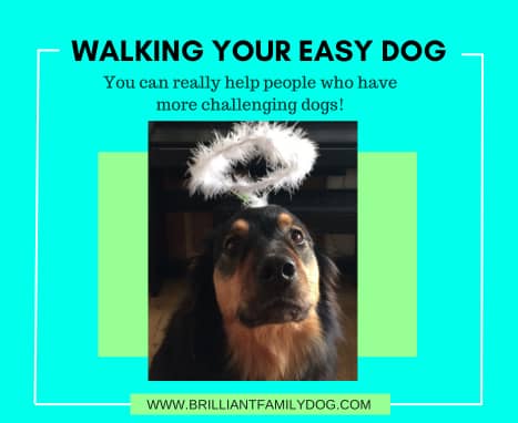 Easy dogs vs reactive dogs