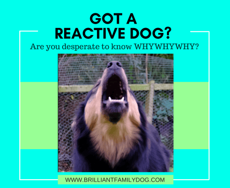 Why is my dog reactive? 