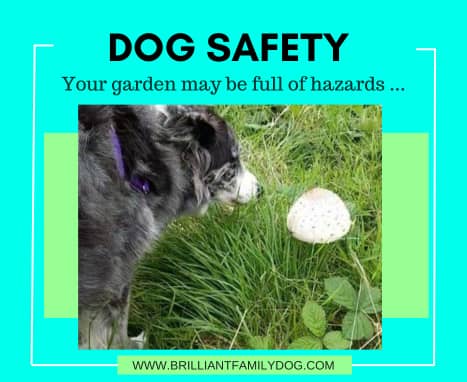 Puppies and gardens!