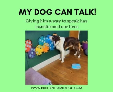 Your dog is saying more than you think