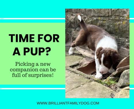 My next dog will be … an individual!