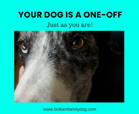  Your dog is a one-off