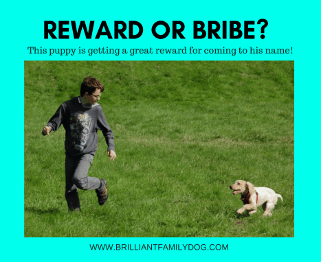 Are you rewarding your dog or bribing him? 