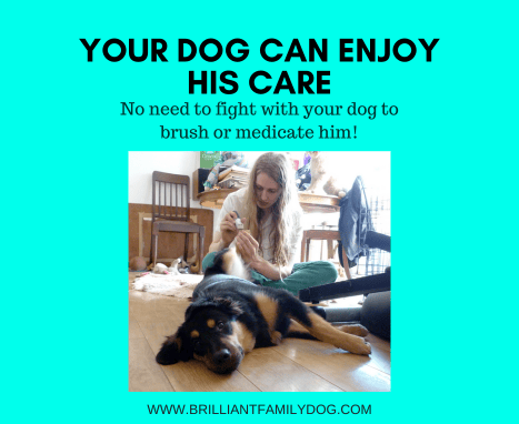 What food can I give my dog?