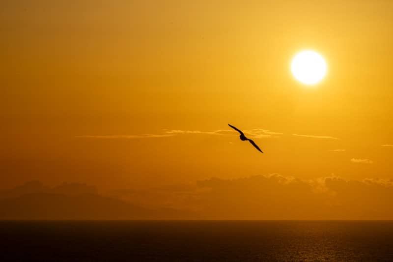 A bird flying in front of the sun