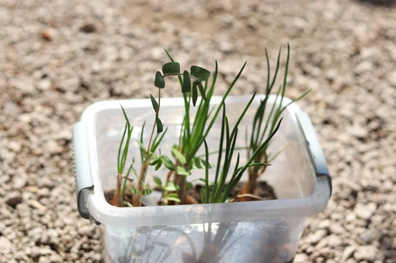 Small green plants growing in a clear plastic container.