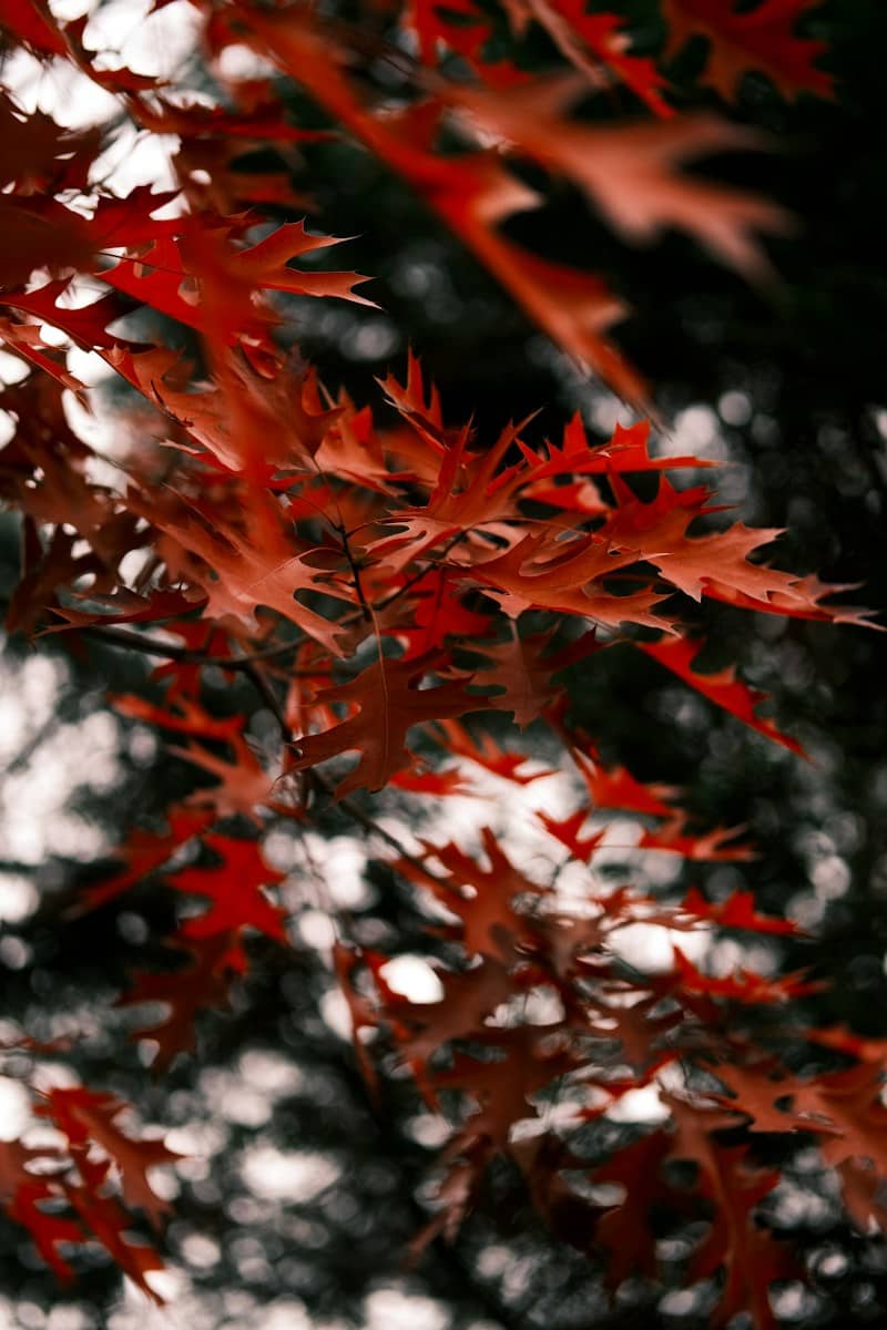 Vibrant red oak leaves on branches against a dark blurred background