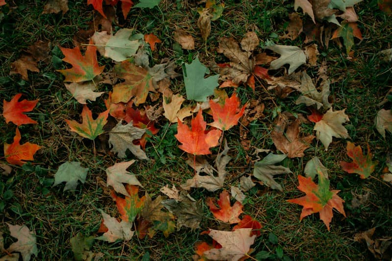 Colorful fallen maple leaves scattered across green grass in autumn