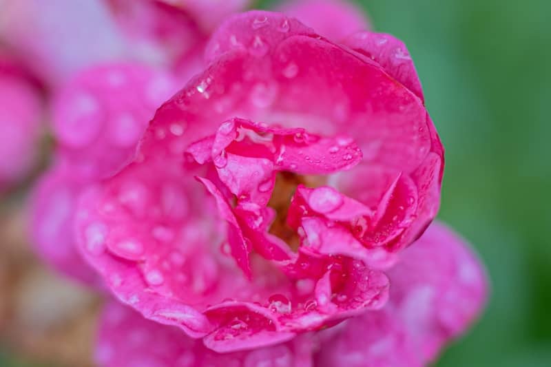 A pink rose covered in raindrops.